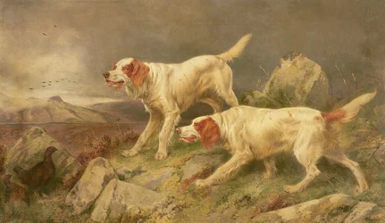 Pointers Disturbing a Brace of Grouse